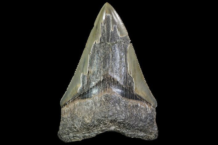 Serrated, Fossil Megalodon Tooth #72484